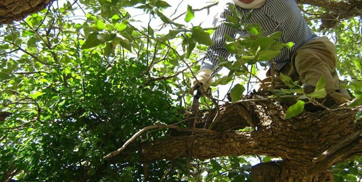 «لورانتوس» در حال بلعیدن جنگلهای بلوط کرمانشاه