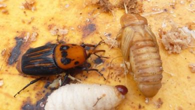 مبارزه با «سوسک سرخرطومی خرما» در ۴۶ هزار هکتار از نخلستانهای سیستان و بلوچستان