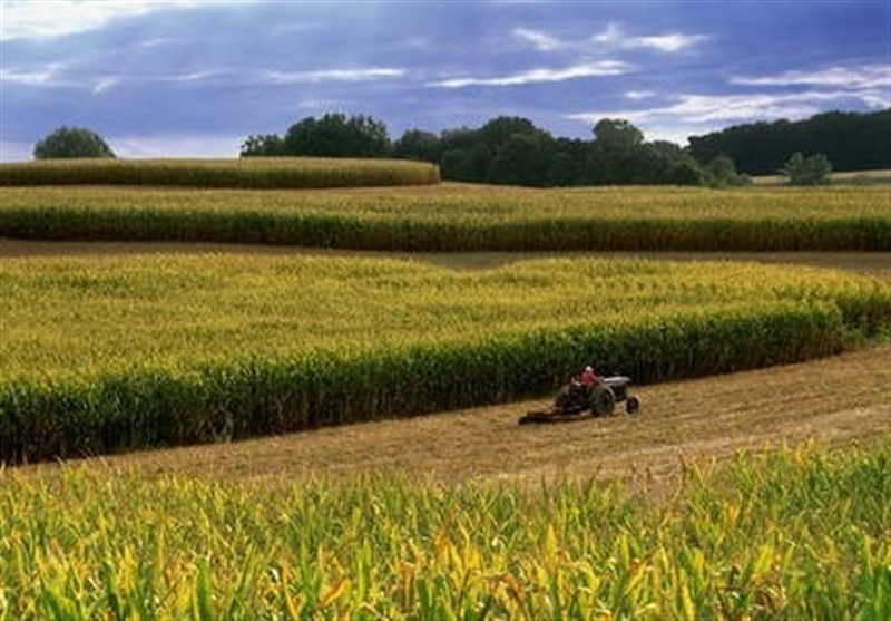مبارزه با «کرم برگخوار ذرت» در ۲۶۱ هکتار اراضی سیستان و بلوچستان
