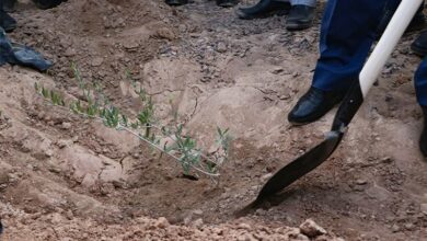 مردمیسازی طرح ملی کاشت درخت در کاشان در دستور کار قرار گیرد