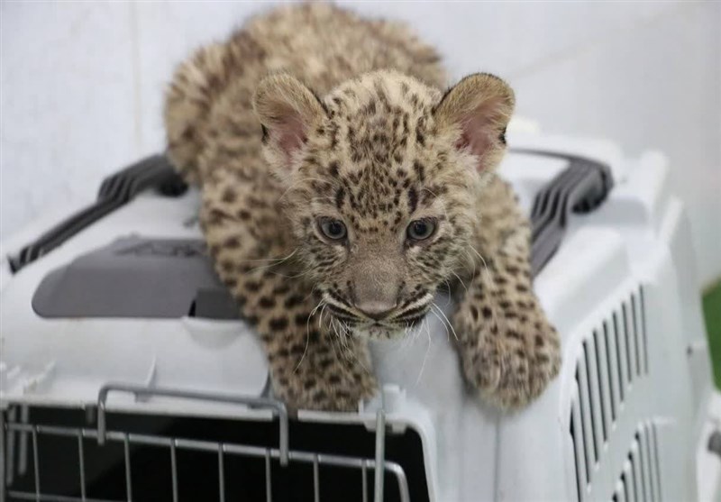 مرگ یک توله پلنگ در جاده جدید ابوالحیات ـ شیراز بر اثر تصادف