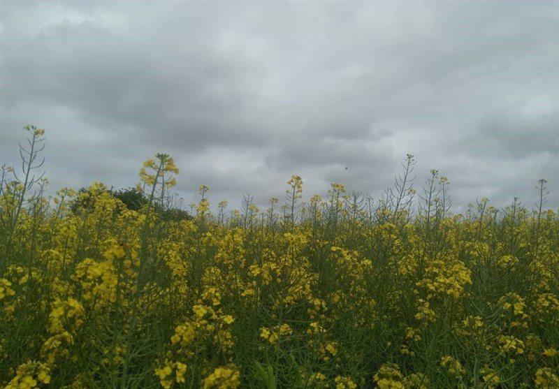 مزارع خرمشهر زیر کشت کلزا رفت