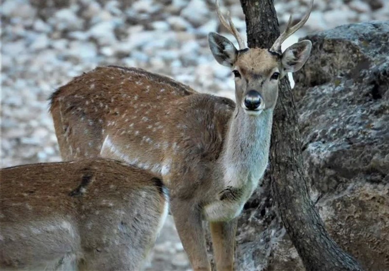 مشاهده گوزن زرد وحشی در جنگلهای دز