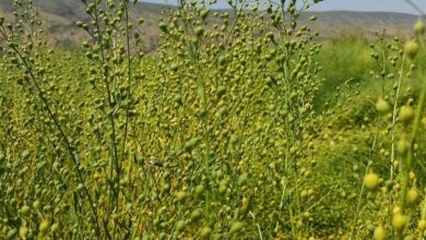 مطالبات کاملیناکاران لرستان پرداخت نشد/ شرکت بیستون شفا به وعدهاش عمل نکرد