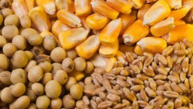 معاون وزیر جهاد کشاورزی: نهادههای صنعت طیور بدون مشکل تأمین خواهد شد