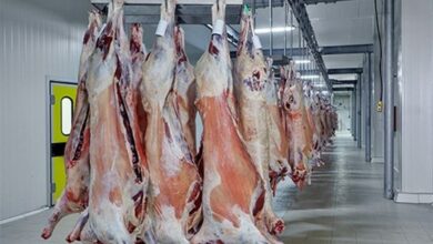 معدومسازی ۲۵ تن فرآوردههای خام دامی غیربهداشتی در سیستان و بلوچستان