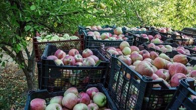 منابع اعتباری برای پیشخرید محصولات باغی خراسان شمالی کافی نیست