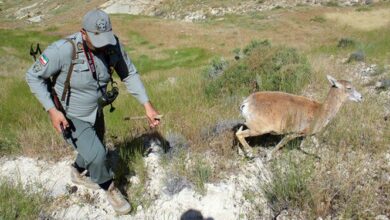 ناگفتههای محیطبانی که با تیر شکارچیان جانباز شد