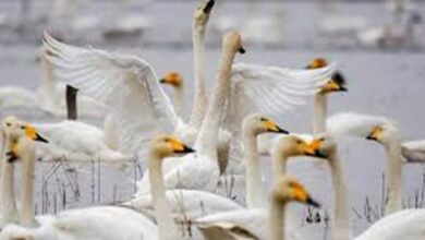 نخستین دسته قوهای مهاجر وارد تالاب سرخرود شد