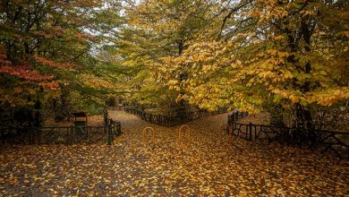 هشدار آتشسوزی جنگلها و ریزش سنگ در کوهستانهای مازندران