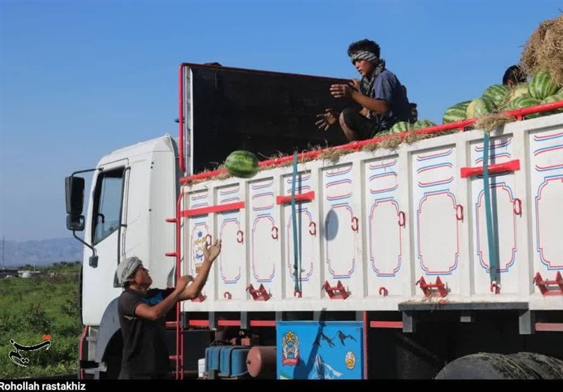هندوانه شب یلدای ایرانیها از هرمزگان رسید/ آغاز برداشت ۲۰۰ هزار تن هندوانه + تصاویر