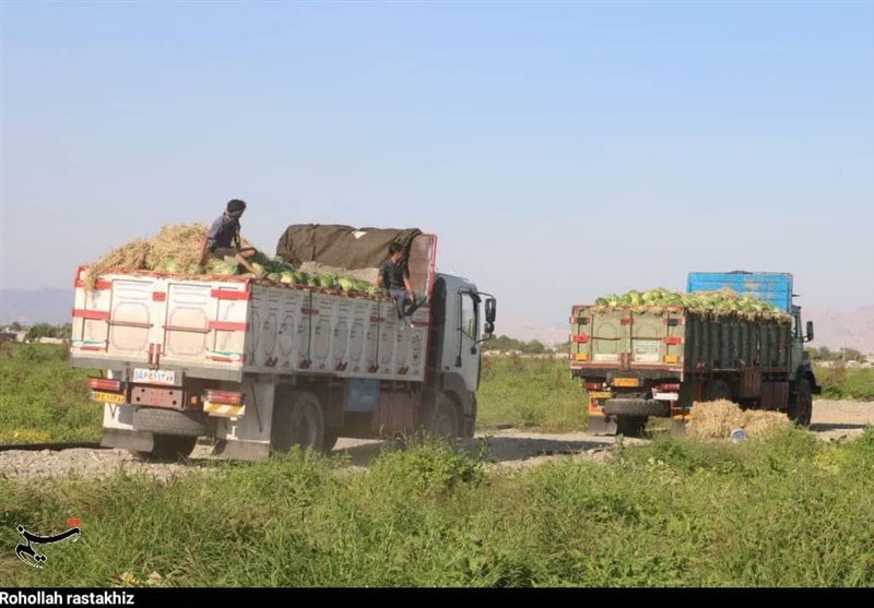 هندوانه شب یلدای ایرانیها از هرمزگان رسید/ آغاز برداشت ۲۰۰ هزار تن هندوانه + تصاویر