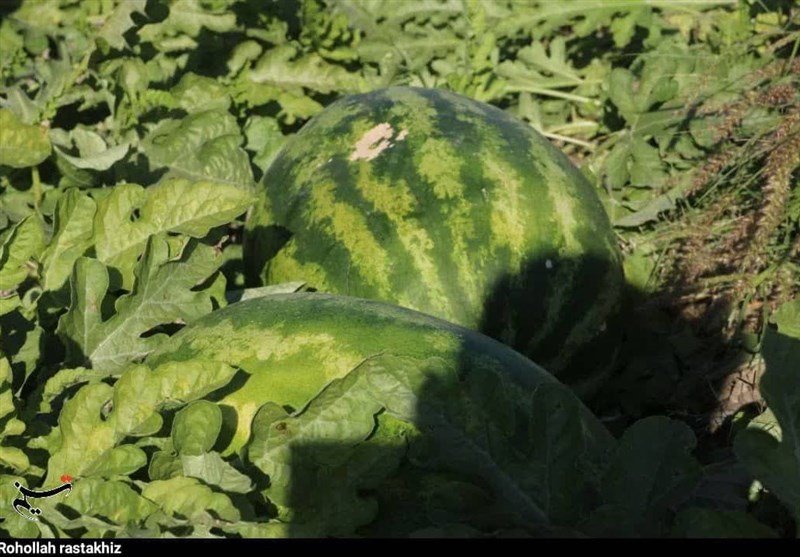 هندوانه شب یلدای ایرانیها از هرمزگان رسید/ آغاز برداشت ۲۰۰ هزار تن هندوانه + تصاویر