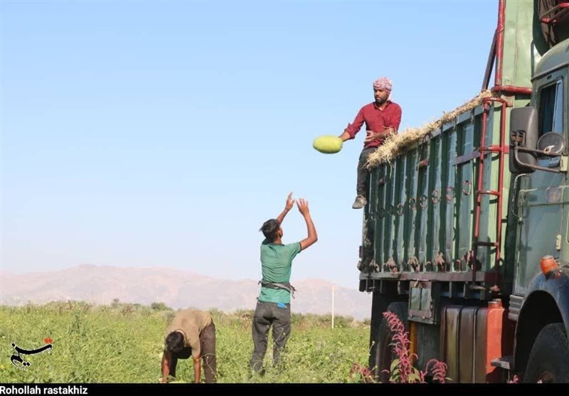 هندوانه شب یلدای ایرانیها از هرمزگان رسید/ آغاز برداشت ۲۰۰ هزار تن هندوانه + تصاویر