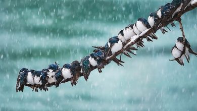 هواشناسی ایران ۱۴۰۲/۱۰/۰۴؛ تداوم بارش باران و برف در برخی مناطق کشور/هوا در نوار شمالی سردتر میشود