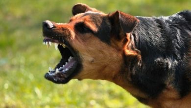 وزیر کشور: شهرداریها باید نسبت به جمعآوری سگهای ولگرد اقدام کنند