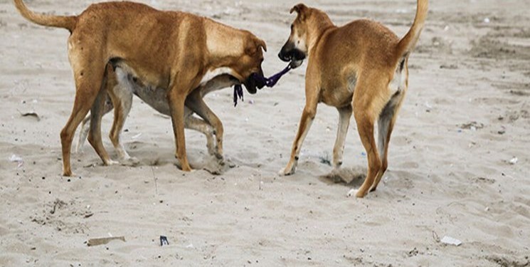 وزیر کشور: شهرداریها باید نسبت به جمعآوری سگهای ولگرد اقدام کنند