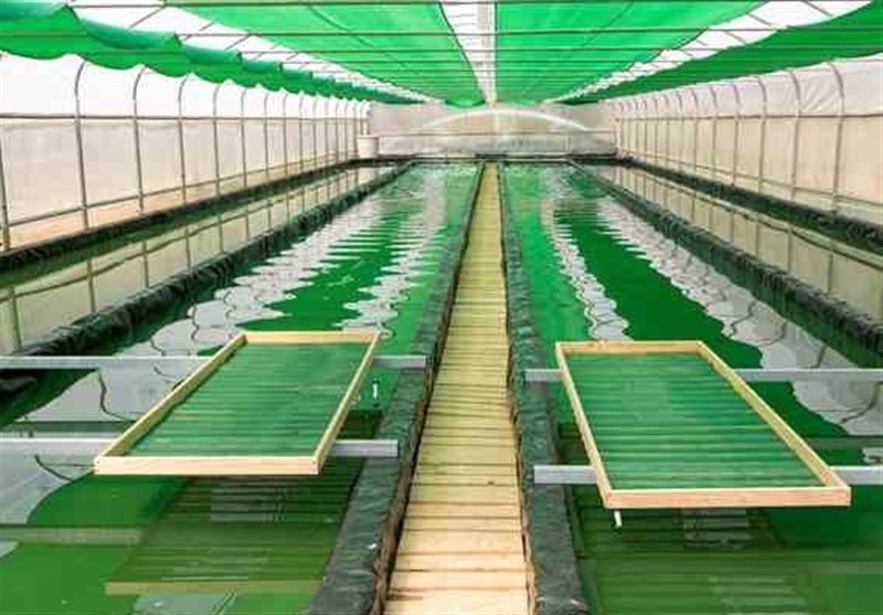 پرورش زالو، جلبک، ماهیان زینتی و صدف خوراکی در استان بوشهر
