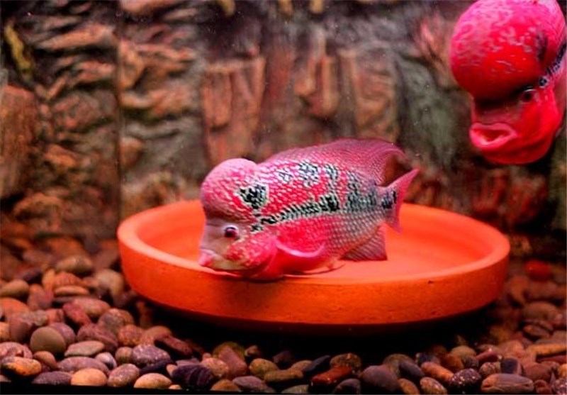 پیشبینی تولید 5 میلیون و 200 هزار قطعه ماهی زینتی در همدان