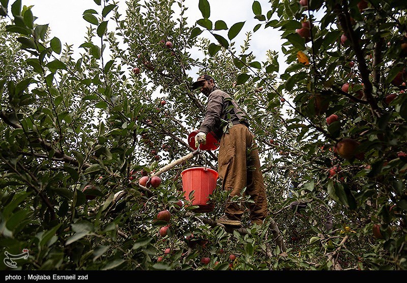 چرا کشاورزان مازندرانی باید باغهایشان را شناسنامهدار کنند؟