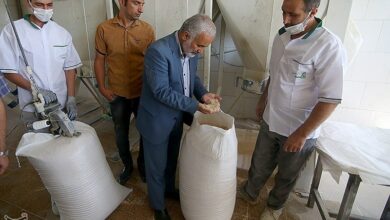 کاهش بذر مرغوب گندم در مازندران همزمان با افزایش تقاضای کشاورزان