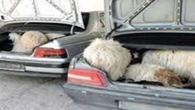 کشف 87 رأس احشام قاچاق در درهشهر