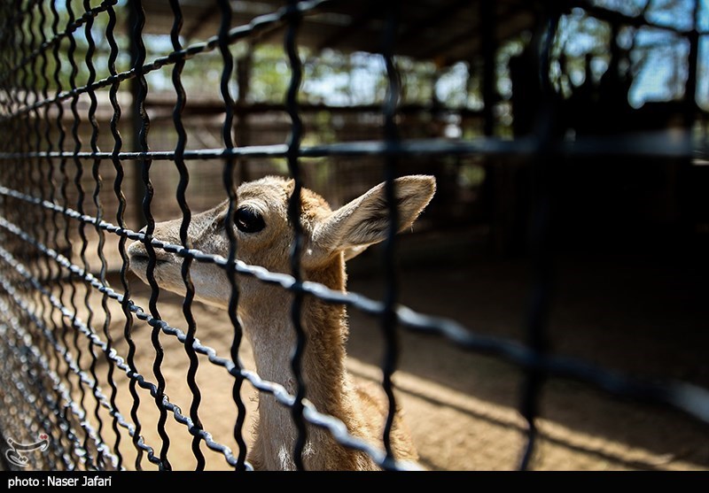کشف سه رأس کل و بز وحشی زنده در یک دامداری در گچساران + عکس
