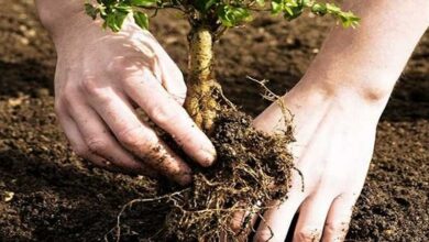 ۱۰ میلیون نهال در استان چهارمحال و بختیاری کاشته میشود