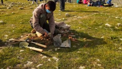 ۲ میلیون اصله نهال در شهرستان دهلران کاشته میشود