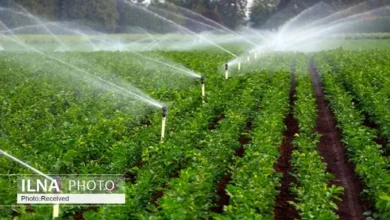 ۸۷ درصد غذای کشور در داخل تولید میشود