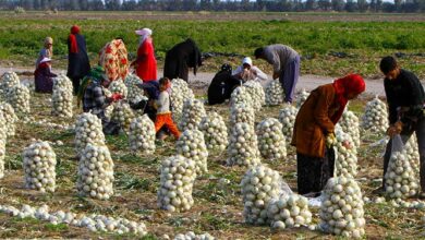 55 درصد تعاونیهای کشور در بخش کشاورزی فعال هستند