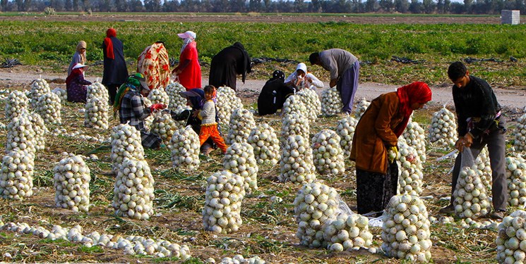 55 درصد تعاونیهای کشور در بخش کشاورزی فعال هستند