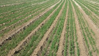 95 درصد گندمزارهای استان بوشهر تحت پوشش بیمه محصولات کشاورزی