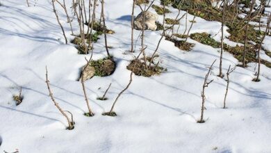آخرین وضعیت جادههای کردستان/ محور سقز ـ بانه و گردنه ژالانه مسدود شد/ بازگشایی راه 38 روستا