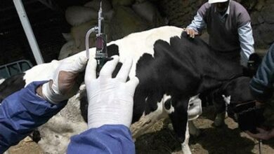 آغاز واکسیناسیون رایگان تب برفکی در کرمانشاه/ 700 هزار رأس دام واکسینه میشوند