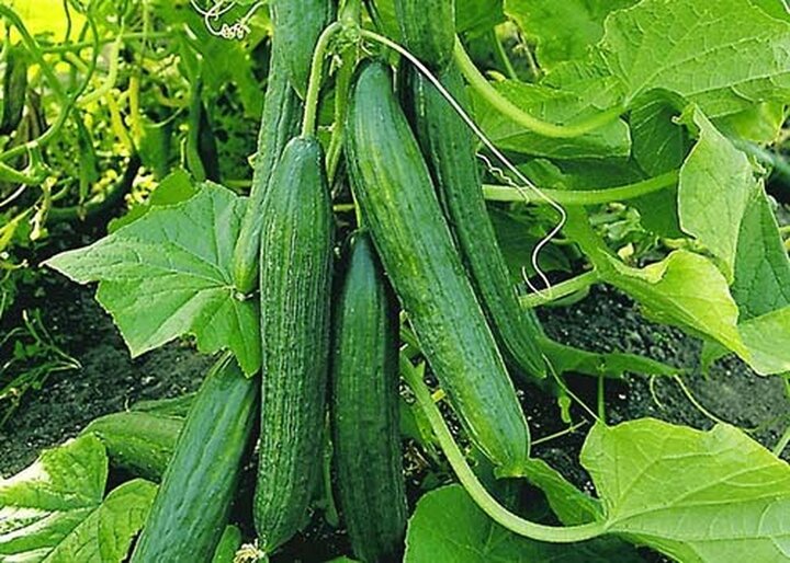 آفتکشها نیاز به نسخهپیچی دارند