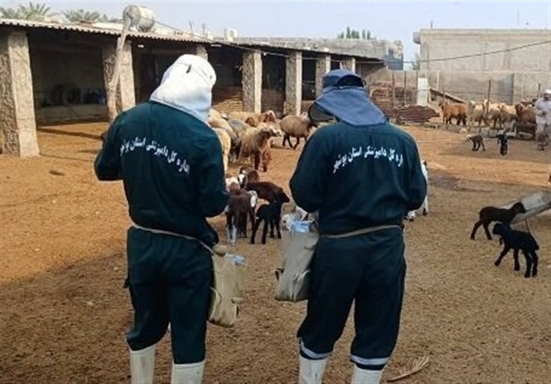 ارائه 2 هزار رزمایش جهاد دامپزشکی در مناطق روستایی و عشایری کشور