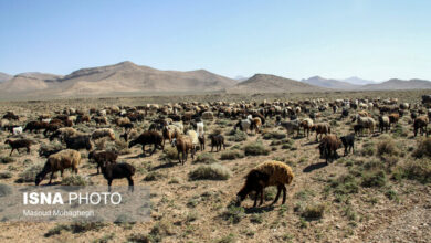 افزایش زایش در پاییز کمبود دام مولد را جبران میکند؟