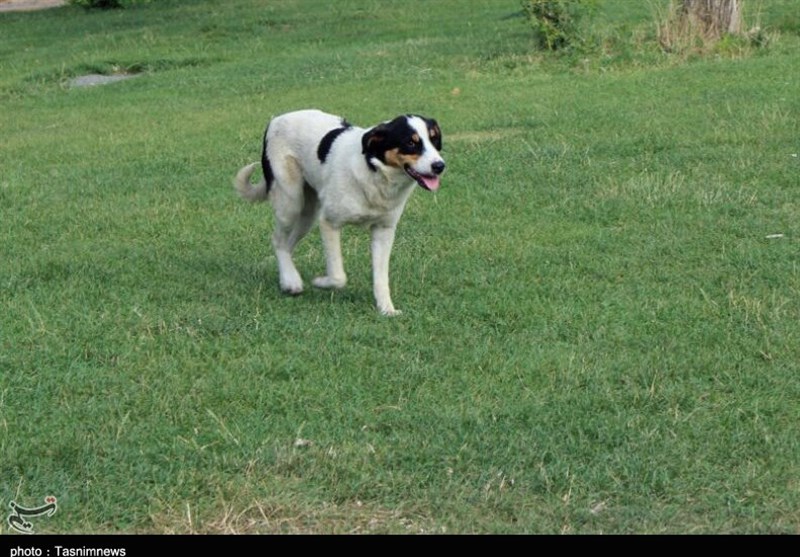 افزایش سگهای ولگرد کرمانشاه به دلیل رهاسازی سگهای استانهای مجاور