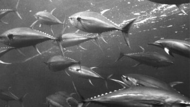 ایران در صید تونماهیان رتبه سوم و پنجم جهانی را دارد