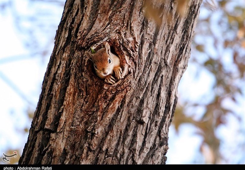 بازگشت سنجاب ایرانی به لرستان/ انتقال 7 بطانه سنجاب به جنگلهای زاگرس