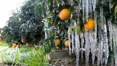 باغاتی که از زمهریر بیمهری به خواب عمیق زمستانی فرو رفتند