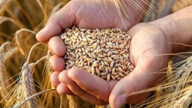 بلاتکلیفی چکش قیمت گندم روی میز دولتیها 