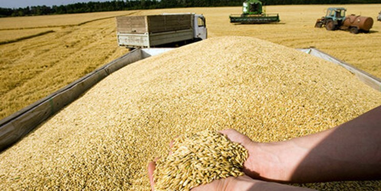 بلاتکلیفی چکش قیمت گندم روی میز دولتیها 