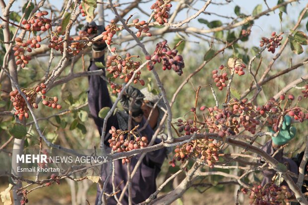 بهرهگیری از فناوری برای پایداری تولید و ارتقای سلامت پسته