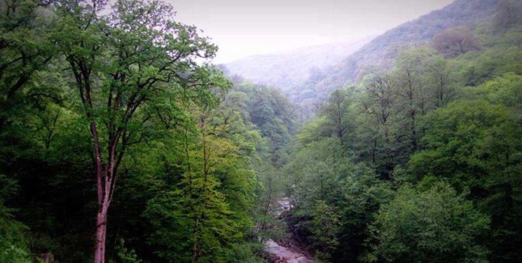 بیش از 2700هکتار از زیستگاههای جنگلی گلستان در معرض نابودی است