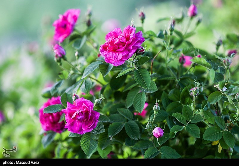 تنها یک دهم اعتبارات برای احیای باغ 400 هکتاری برزک کاشان اختصاص یافته است