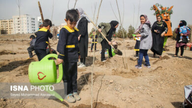 تولید ۳۰۰ میلیون اصله نهال؛ طرحی که جلوتر از برنامه زمانبندی پیش رفت