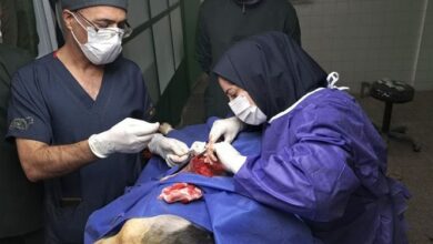 جراحی بازسازی تراشه سگ، برای نخستینبار در ایران توسط پزشکان کرمانشاهی