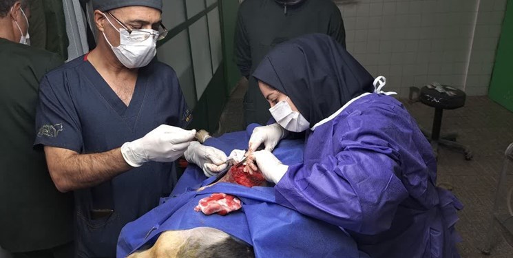 جراحی بازسازی تراشه سگ، برای نخستینبار در ایران توسط پزشکان کرمانشاهی